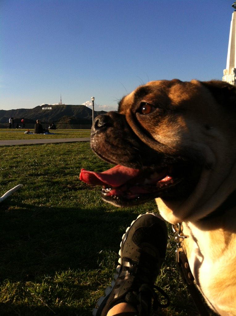hungoverpooch's tweet photo. this is me now http://t.co/oeEdMROXAW