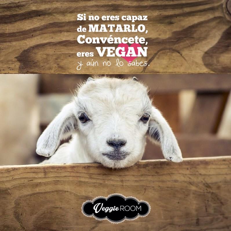 VeggieRoom's tweet photo. Si no eres capaz de Matarlo, convéncete, eres #Vegan http://t.co/8C9xpobhxj