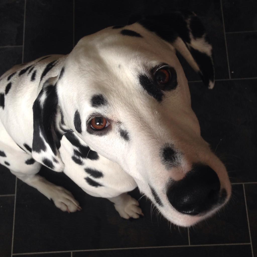 JaspersDogTweet's tweet photo. @ellishollie @Living_North *sniffs Lionel* hello! http://t.co/7t8GwojiJ4