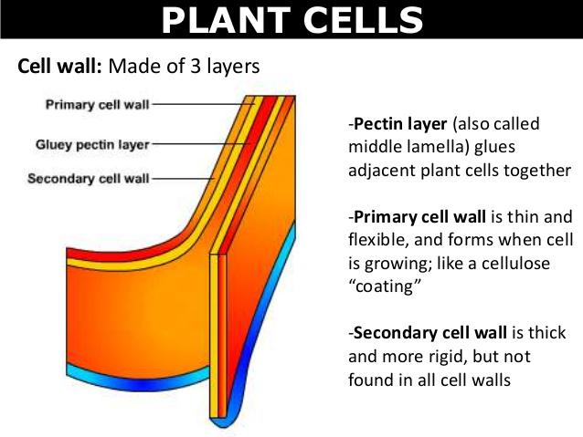 GossipCell's tweet photo. @suave_ER Vote CW!We protect Plant and Fungi Cells with 3 CELL WALL LAYERS in order to ensure the cell's safety! http://t.co/rioSfgRffx