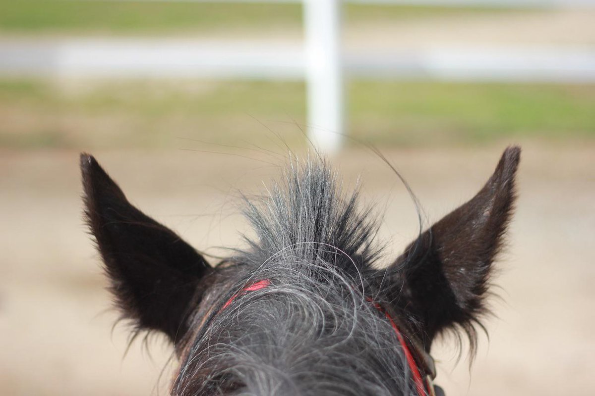 magicfm's tweet photo. We tried our hand at horse riding on Phillip Island. Here’s the view from my horse! Nick #MagicMelbourne http://t.co/7a8ApJDgb8