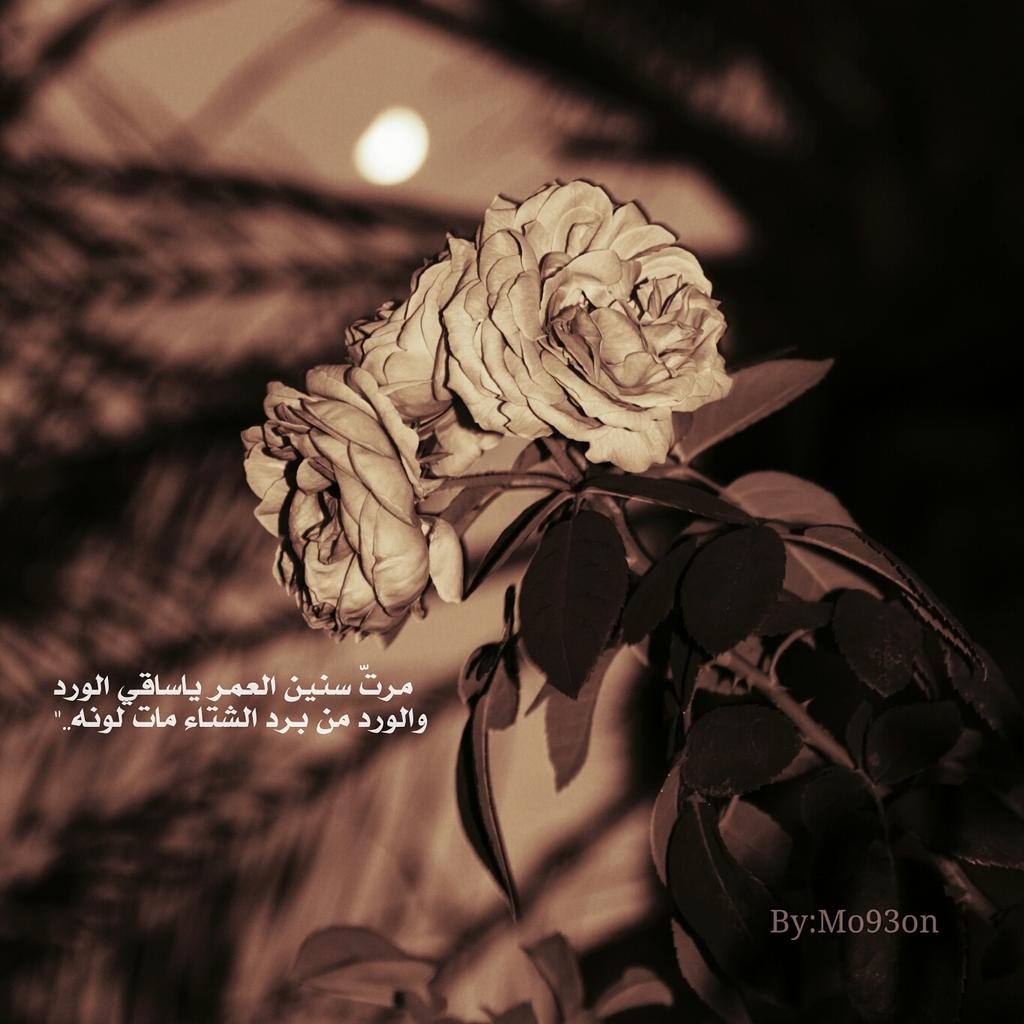 B93Boo's tweet photo. مرت سنين العمر ياساقي الورد
و الورد من برد الشتاء مات لونه.
#تصويري http://t.co/ZyELLdjYt1