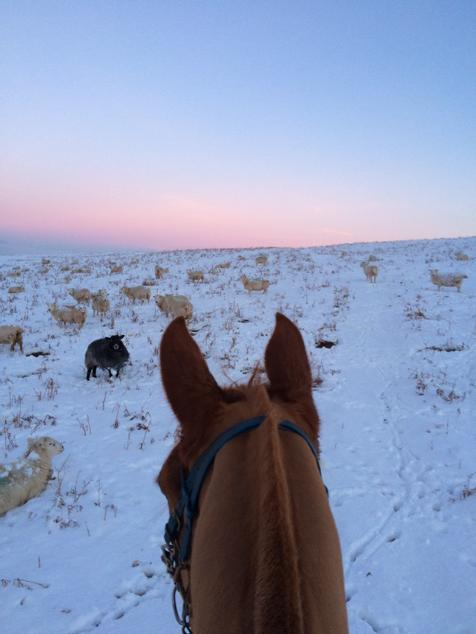 GHirst01's tweet photo. Best way to check the sheep this morning @svaughan214 @EnduranceGB #mysport #feedpure http://t.co/PTYMGN67OH