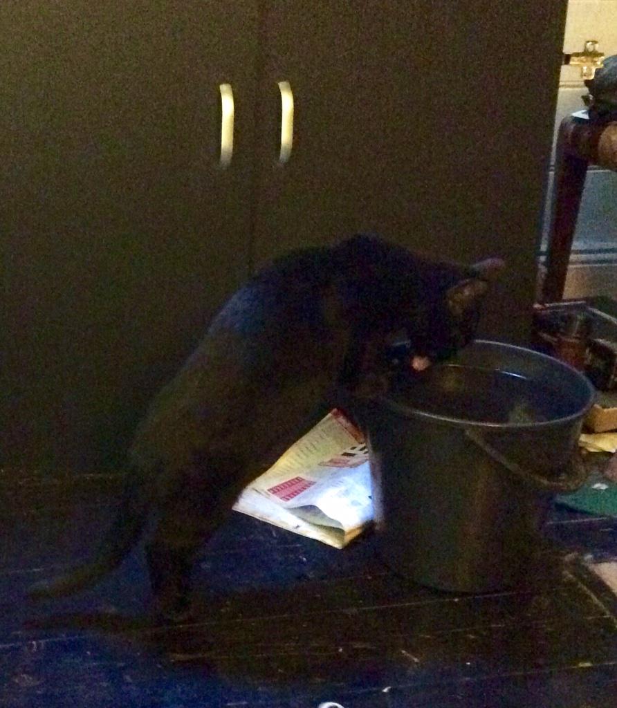 LoadTaker35's tweet photo. @DailyFunnyDoses @olivewhippet @SimonsCat  @CatPornx My kitty being #NonRoyal Her bowl/S filled, she likes this more http://t.co/f7AP1xhi0G
