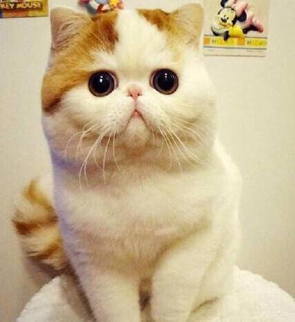 어머머RT <a href="/BlogerKim/">DaRa</a>: 어떻게!?이렇게 귀여울 수가..