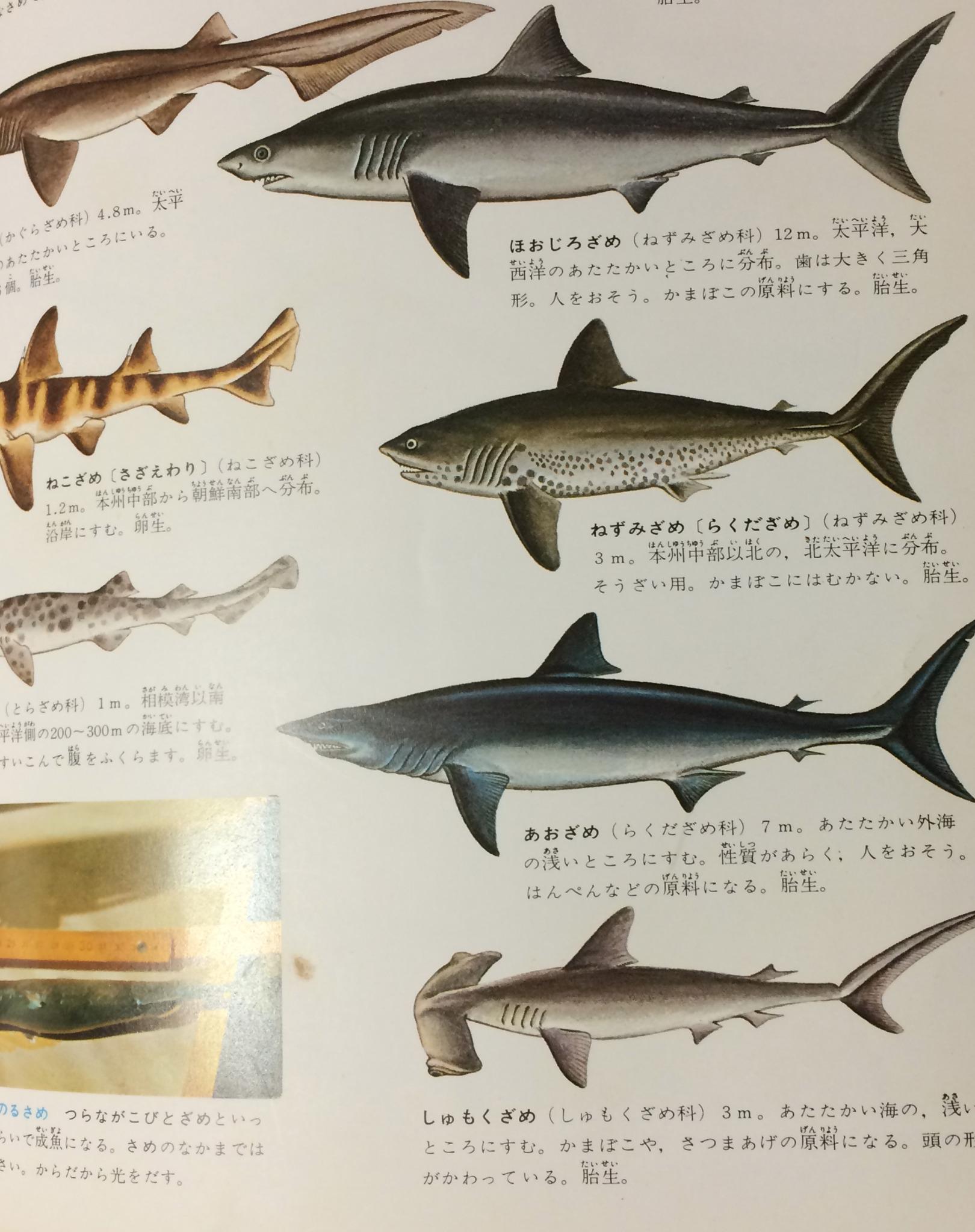 Jr智子 伊達巻 Auf Twitter そうそう ハンペンと言えば うちにある魚の図鑑 サメとエイの項が変 人をおそう かまぼこ の原料にする 歯がするどい さつまあげの Ry 人をおそうことがある かまぼこの Ry あたたかい海にすむ かまぼ Ry Http T Co