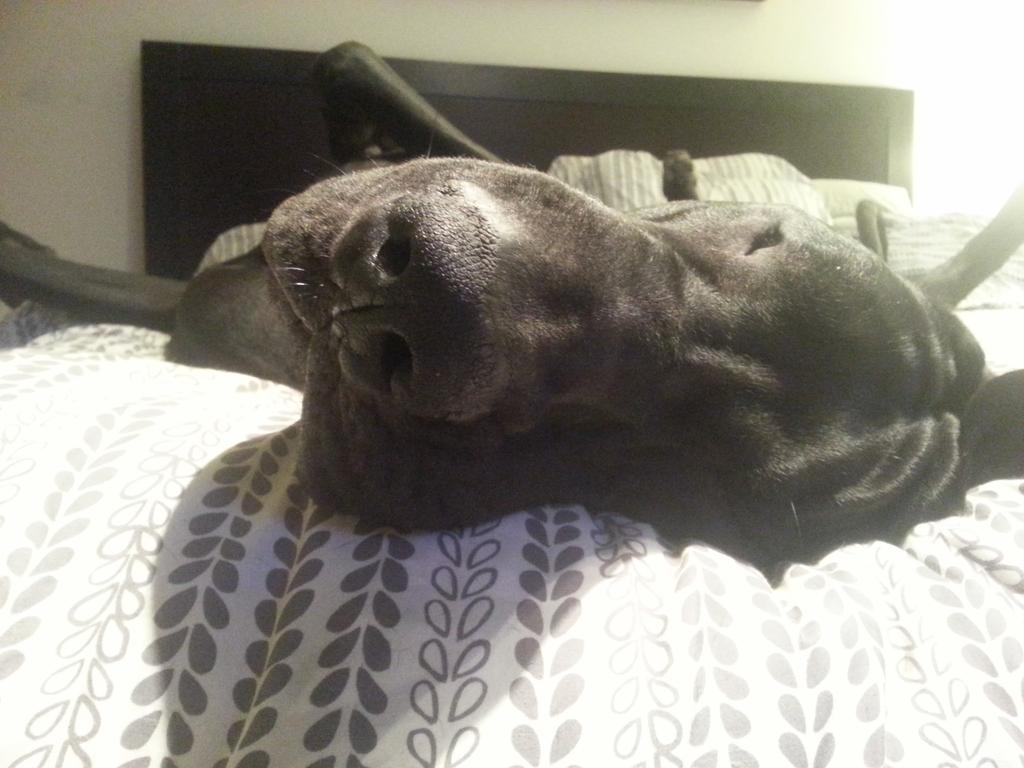 the_dogs's tweet photo. http://t.co/XHhR9babHb