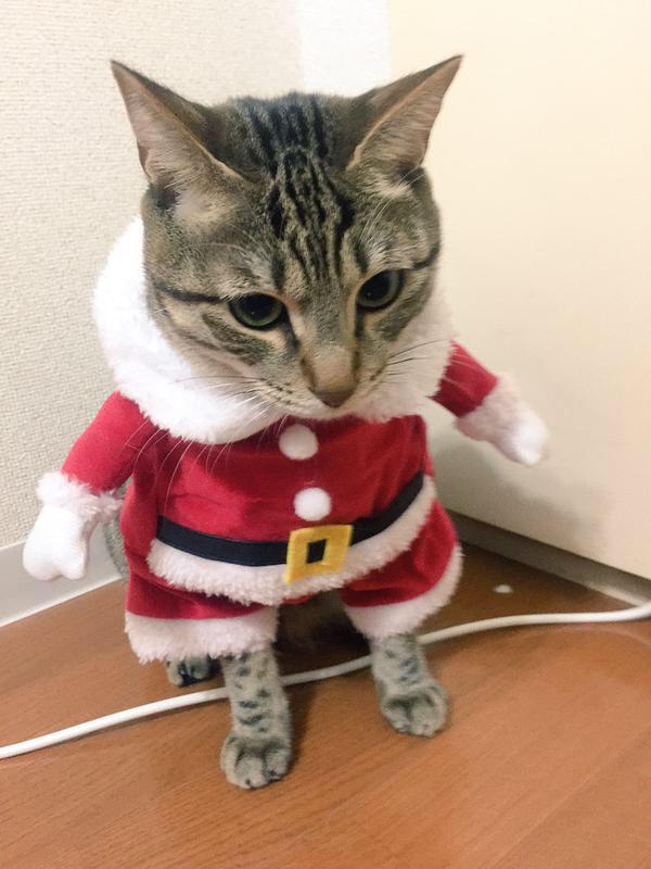 neko_ha_ppy's tweet photo. じわじわくる✨ https://t.co/6dcj26bxIm