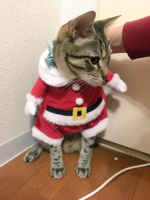 neko_ha_ppy's tweet photo. じわじわくる✨ https://t.co/6dcj26bxIm