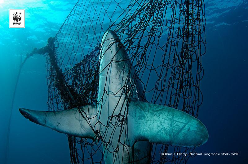 брызгальце у рыб. кит рисунок. Whale bottom. кит горбач скетч. Gill filaments.