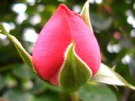 Israfelmohammad's tweet image. 