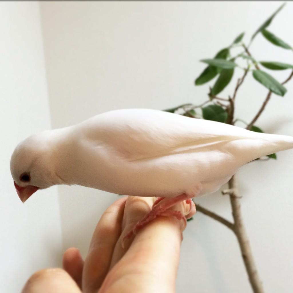 emi on X: 文鳥のおなかが大きくなっていたので週末に卵産みそうだ buncho http:t.coZYRov9FfGk  X
