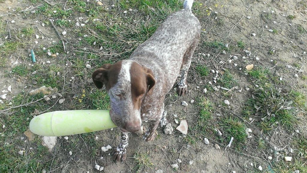 Rufopato's tweet photo. PACHA, muy amigable y preciosa, necesita adopción!! Lleva mucho en el refugio! Rt http://t.co/qzB27pgaMT