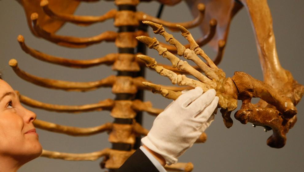 #IceAge etiquette - greeting the Cave bear (Ursus spelaeus) #FossilFriday