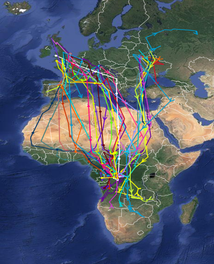 biotweeps's tweet photo. So we tagged more #Cuckoos. And then collaborated to tag them in Germany &amp; Belarus too! http://t.co/L67WO5mZ0A http://t.co/OOEqLJKjfu