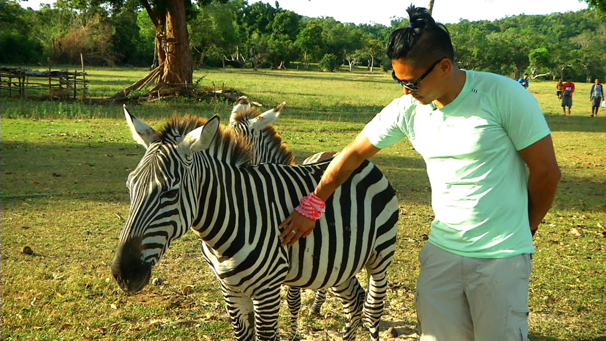 BiyaheNiDrew's tweet photo. Sa #Calauit Island, iba't ibang hayop na mula pang Africa ang makikita, tulad ng zebra at giraffe. #BiyaheNiDrew http://t.co/T558BE9zJC