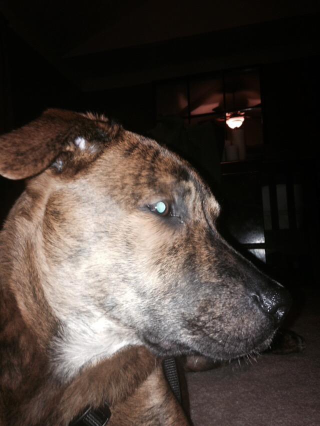 MommabearSonar's tweet photo. He knows it's "THE" day where #Bauer boy becomes just Bauer. π’ #Nokissesformom #needanicepack @sonartwo http://t.co/k9UppF1oaD