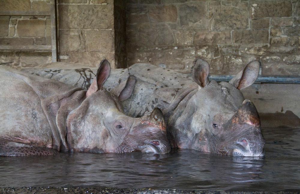 Our rhinos are warm and toasty in their indoor pool thanks to a new heat pump by <a href="/meuk_les/">Mitsubishi Electric</a> edinburghzoo.org.uk/news/2015/01/r…