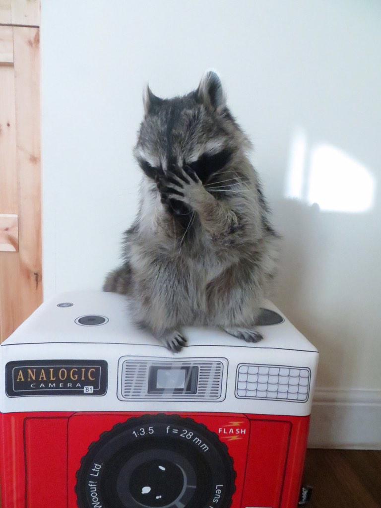 Melanie the raccoon enjoying her new <a href="/wooufbarcelona/">Woouf!</a> toy. Edited customers come in all shapes and sizes