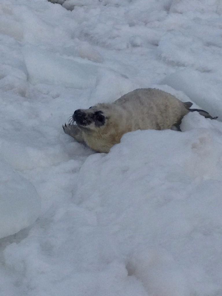 MidgetOnStilts's tweet photo. I rescued this seal yesterday http://t.co/fSzP1BQlSc