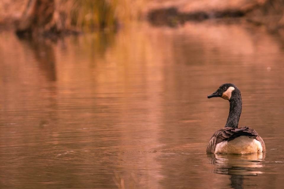 EXDoutfitters's tweet photo. Early morning pre flight #wildlife #nature http://t.co/sONZu2Ir1E http://t.co/mAJ5g7zdxT