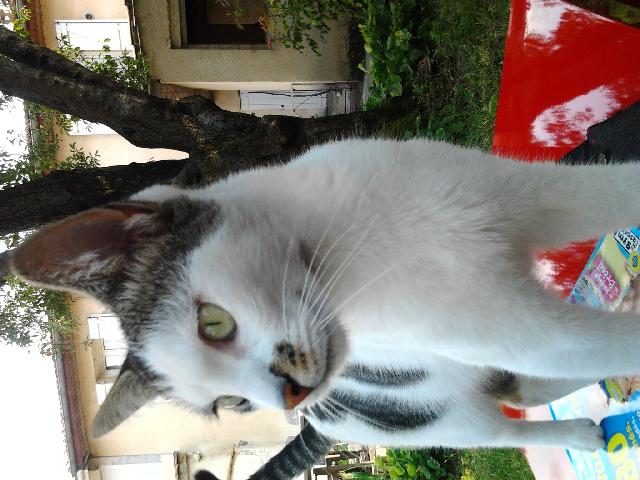 Perdu Chat Blanc Noir Gris Nommé Zébulon Bordeaux Chat