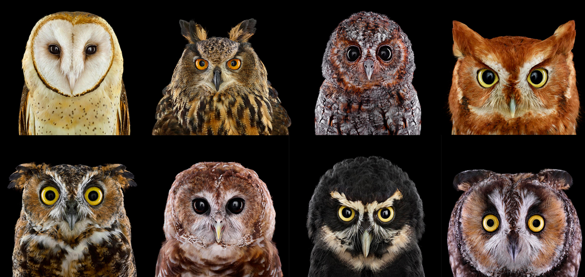 PavedWithDrive's tweet image. Just in time for the #SuperBowl, a #Superb_Owl photo gallery ow.ly/IeBSb  @changingkitchen @AllisonRushton