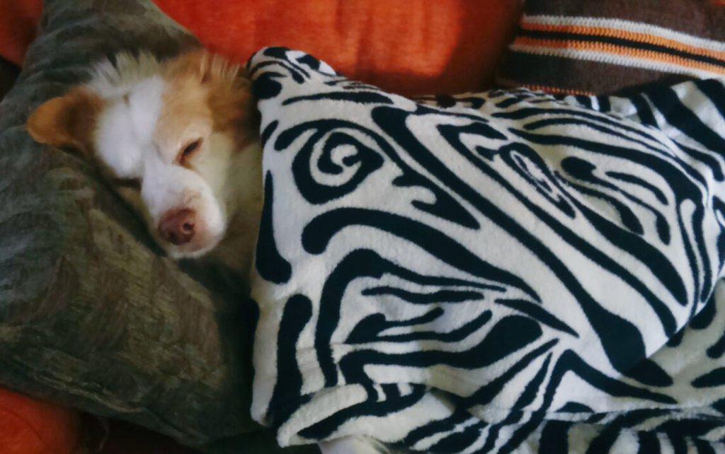 GloriAndCo's tweet photo. Esto es vivir como un rey @MarianAndCo 
#miperroesunapersona http://t.co/j5hMPTAwZk