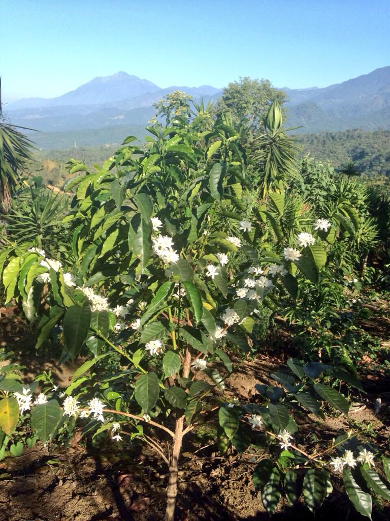 New flowers in #sanmarcos #guatemalancoffee #elplatanillo #rfa