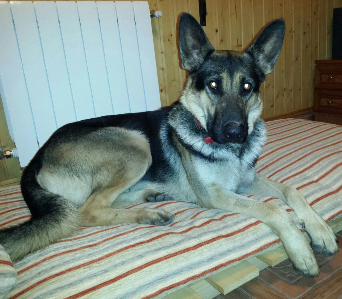 gurigurii_93's tweet photo. @CORDOBACABREADA se llama lobo se ha perdido en las quemadas se dara 90 euros a quien lo encuentre contactar conmigo http://t.co/kUzuS8Ua3g