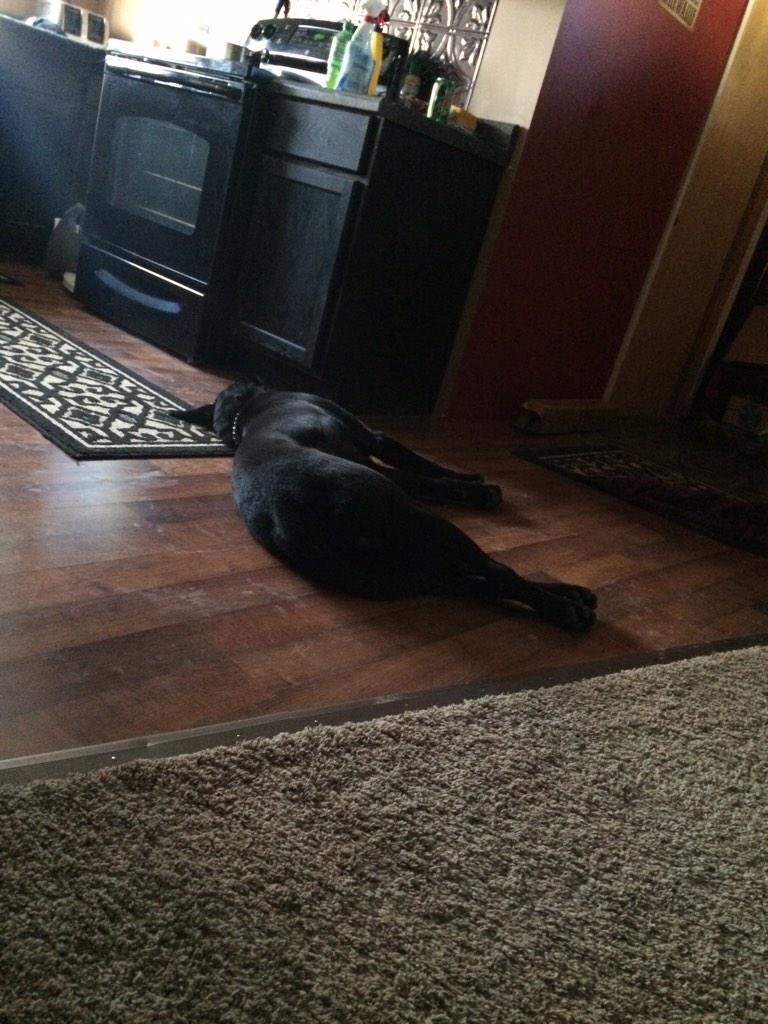 HannerNatalie's tweet photo. The fact he's just laying here is surprising! #lab&amp;germanshepard #hyperaf #adhd http://t.co/FAzOIuvvSv