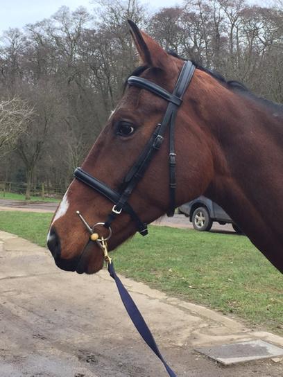 SophieEREvans's tweet photo. Too excited to ride this handsome man #RetrainingRebus #ExRacehorse #Eventing http://t.co/yubVsBW0ve