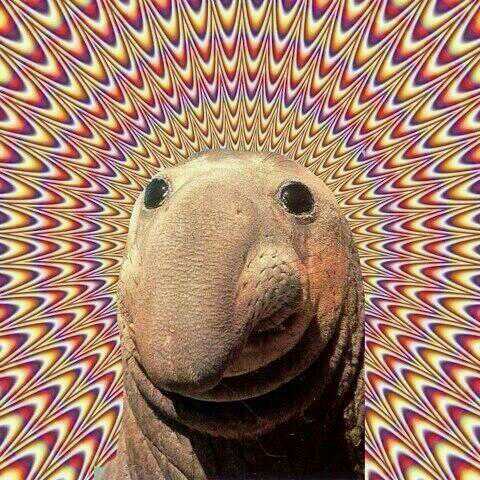 TODAYS ELEPHANT SEAL GOES TO FOR HAVING BEEN BORN ON THIS DAY × YEARS AGO. HAPPY BIRTHDAY MAN. 