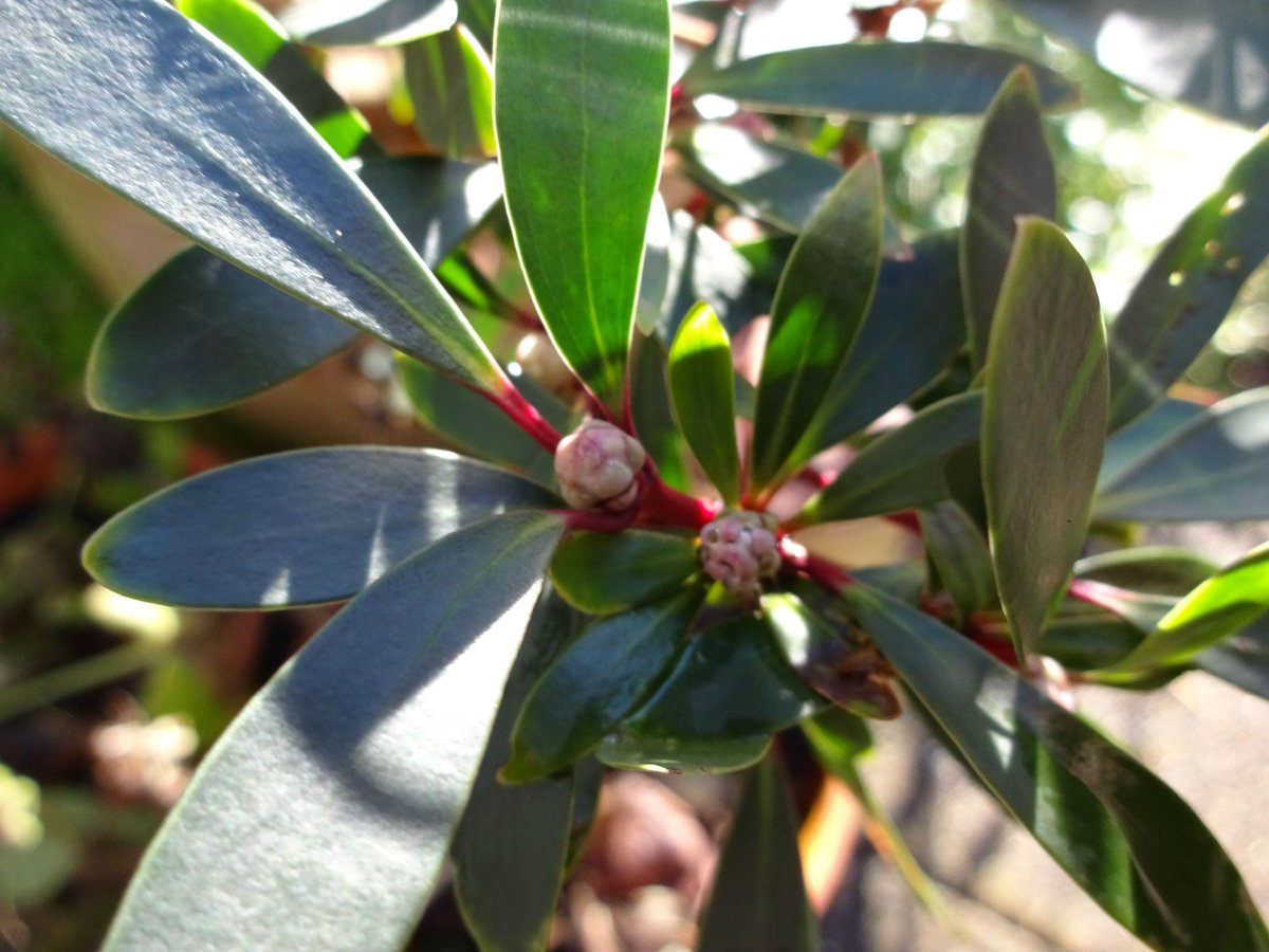 michaelmaltby30's tweet photo. Tasmannia lanceolata enjoying the winter sunshine today in Salisbury #Winteraceae http://t.co/LQbBA30a3K