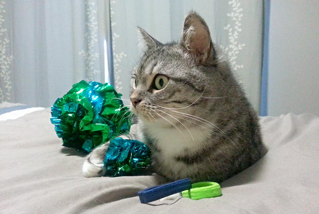 KatChancellor's tweet photo. Mandatory #BlueAndGreen crinkle balls ONLY on #superbluefriday ! #12thCat #12thPet #SuperBowlXLIX #ImIn http://t.co/rN1nj7v0kM