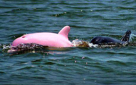 Pink Dolphin - The world's only pink Bottlenose was discovered in an inland lake in Louisiana, USA.