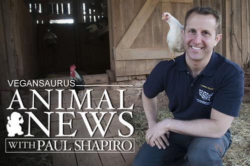vegansaurus's tweet photo. It's Paul Shapiro's Animal News You Can Use (now with extra cats!!!) http://t.co/xZp9kRRnFI http://t.co/lAsOdvUQIn