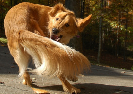 ideaengineering's tweet image. Chase your people&apos;s &quot;tales&quot; to stop them from chasing their own &quot;tails&quot;...ideaengineeringthoughts.com/2015/01/30/cha…