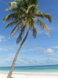 TheBeachTulum's tweet photo. Enjoy the view! 
#thebeachtulum #tulumbeachview #mexicobeaches #boutiquehotelmexico #beaches #HappyFriday http://t.co/pDVe4eZwKP