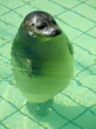  HAPPY BIRTHDAY!!!
Here is your birthday seal! Have a great day ^_^ 