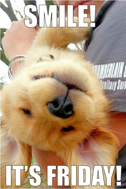 Brenda Guardado on Twitter: "Happy Friday everyone! I hope this happy puppy  makes you SMILE! :) #Puppy #Smile #Friday #TGIF #HappyFriday  http://t.co/qJb69OSpaq" / Twitter