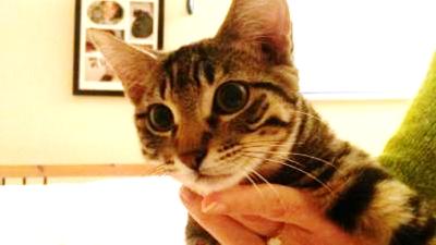 Ella, here, was just adopted with her sister Plasma!  Longtime fosters Jiji and Kiki were adopted too! Together 4eva!