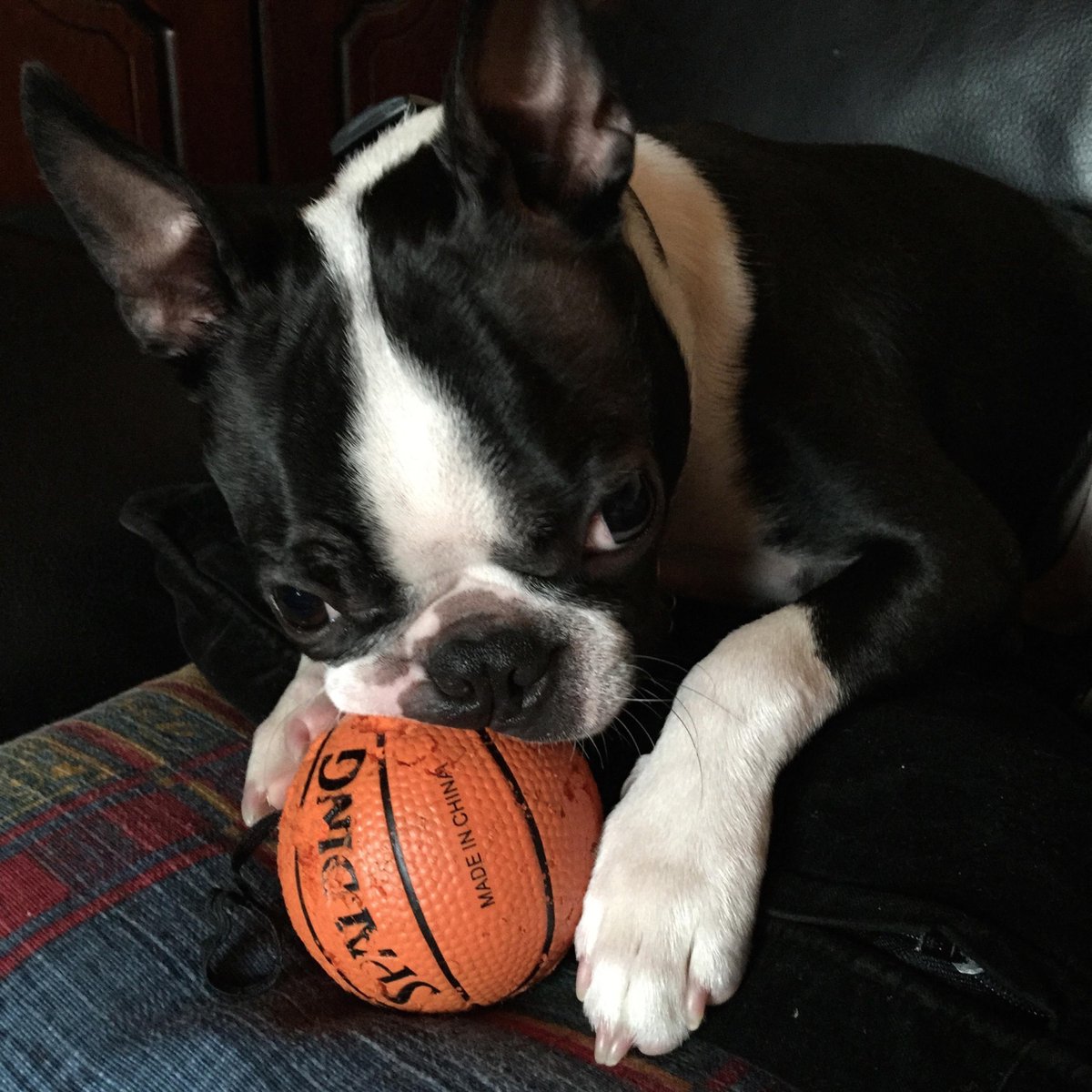 RyanKellyMusic's tweet image. “Right,you know I hate packing but instead of helping,you just play with your basketball…Typical!” #missinghimalready