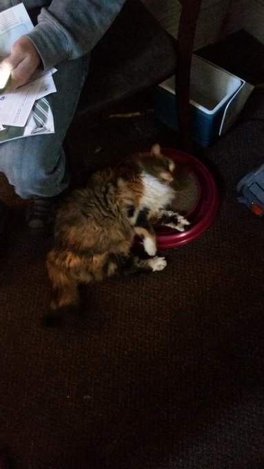 Someone loves her new toy! http://t.co/R1f7Y9v3ZB<a href="/tag/lovemontana"class="tags"><span>#lovemontana</span></a>