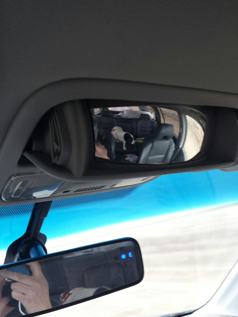 fynralyl's tweet image. Spying on Daisey in the back (when she's not trouncing on Sophie who just wants to lay next to me) #movingwithdogs