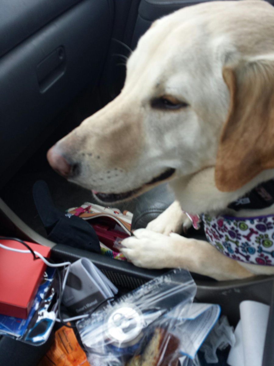 fynralyl's tweet image. Spying on Daisey in the back (when she's not trouncing on Sophie who just wants to lay next to me) #movingwithdogs