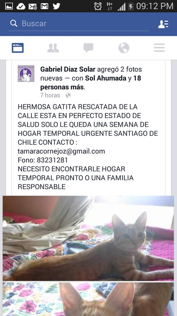 #SoyBartorell tweet media