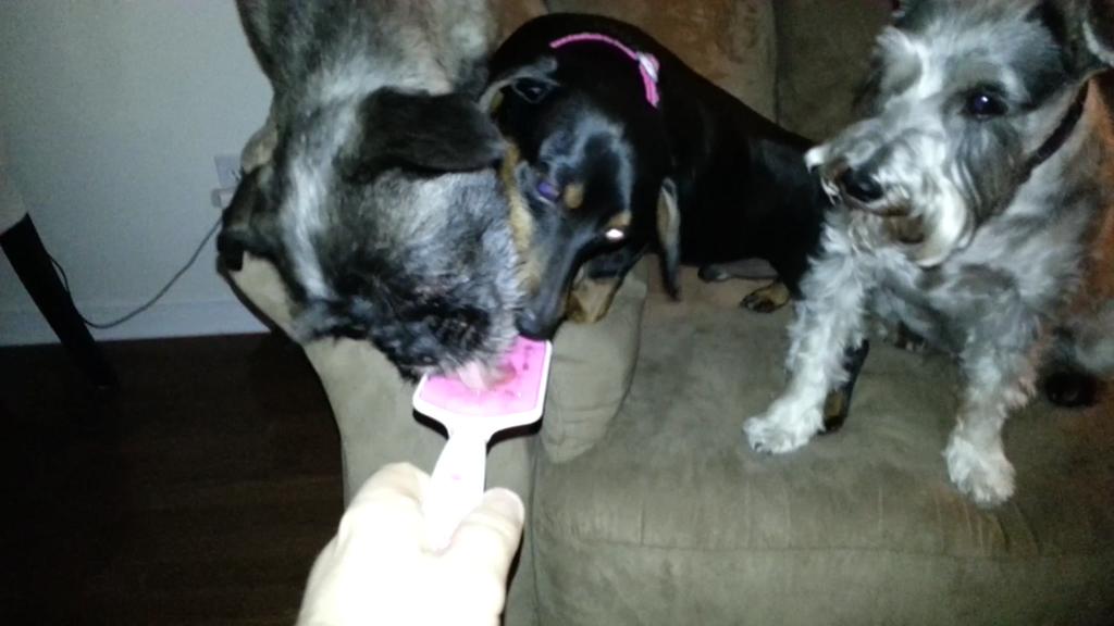 FrasSpaz's tweet photo. Orapup is a success! @orapup @CharlesTrippy #ILASER #Orapup http://t.co/YLdde5nzVy