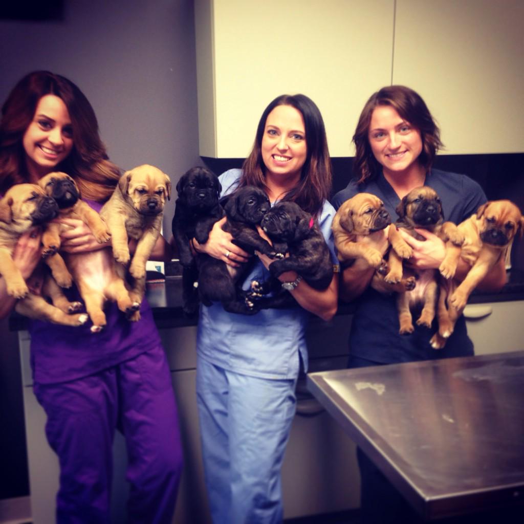 GreystoneVetDVM's tweet photo. So. Much. Cuteness!  4 week old #canecorso #puppies !  Their so round and cute 😍❤️ http://t.co/bn4qGvw9hN