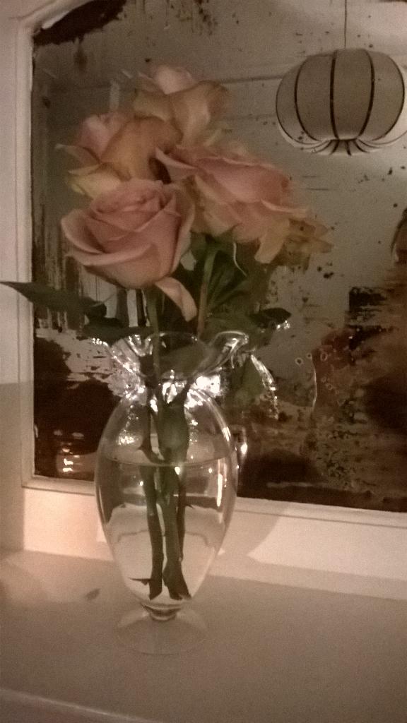 Katiemacabee's tweet image. I've nicknamed these #Roses. CORPSE Rose. They are the most beautiful thing I have ever seen... #hauntinglybeautiful